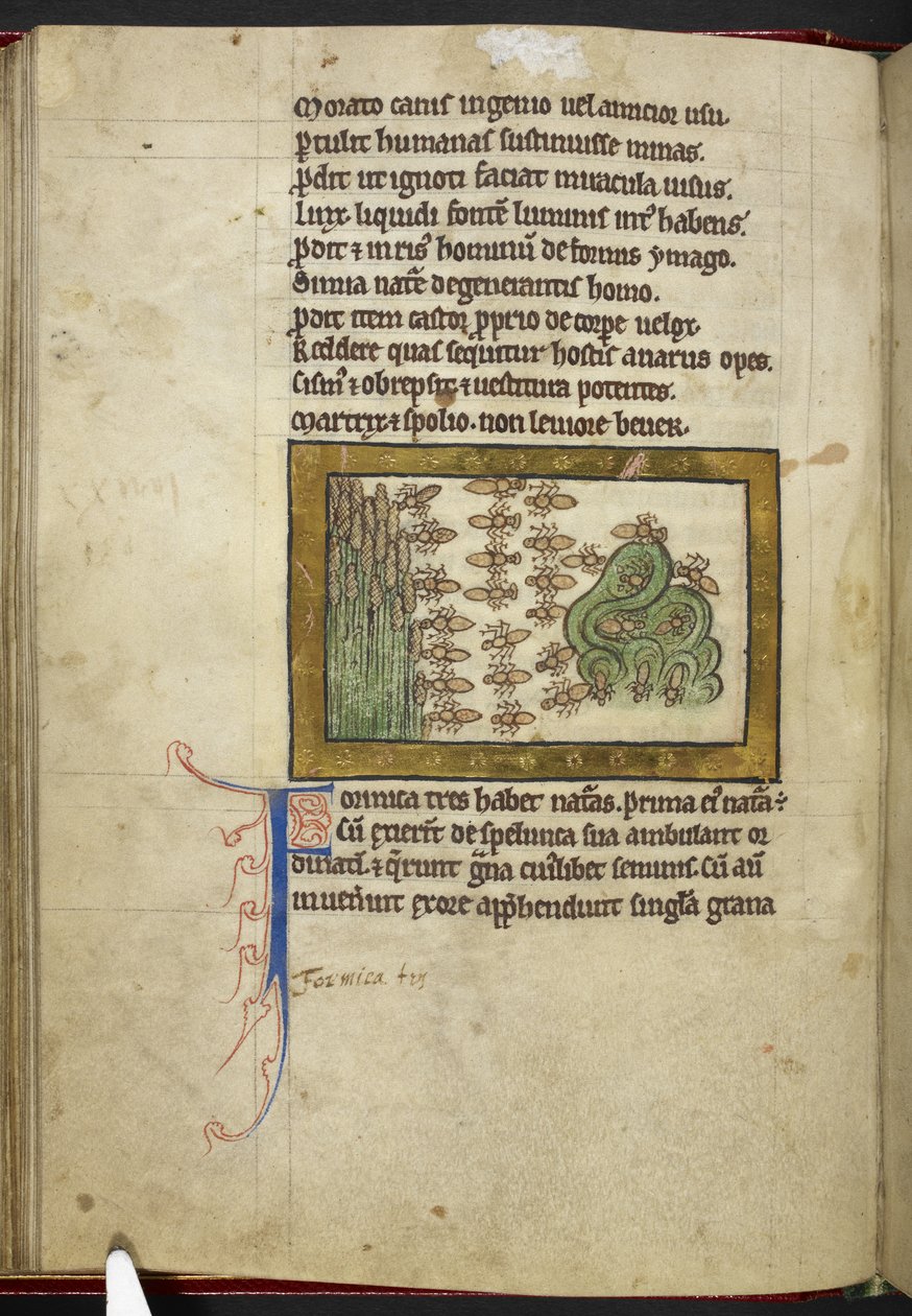 Royal MS 12 C XIX, f.24v Ants, 