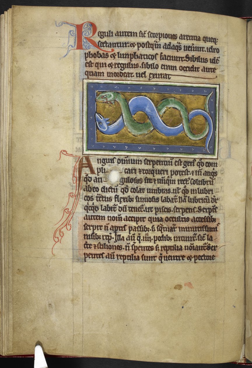 Royal MS 12 C XIX, f.63v Anguis, a 