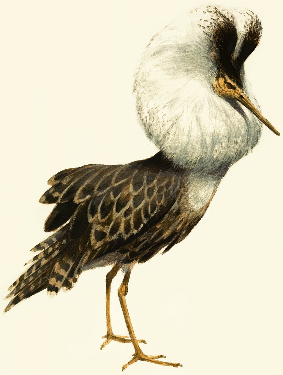 Ruff alkotó: English School