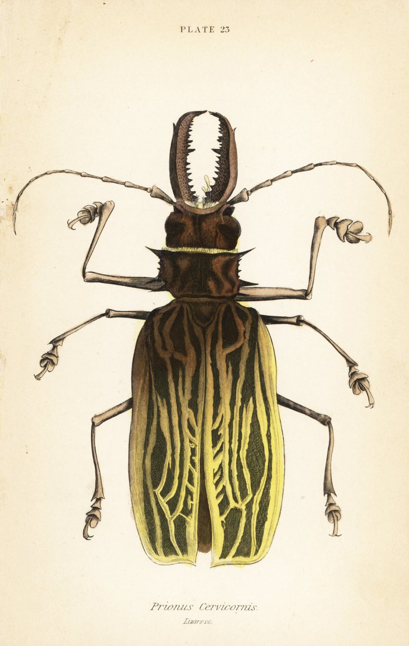 Kardfogú hosszúszarvú bogár, Macrodontia cervicornis (Prionus cervicornis) alkotó: English School