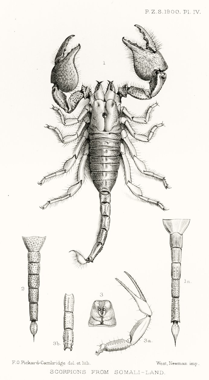Scorpions from Somaliland, illusztráció a The Hope Reportsból, Vol. II, 1897-1900., szerkesztette: Edward B. Poulton, Oxford, 1901 alkotó: English School