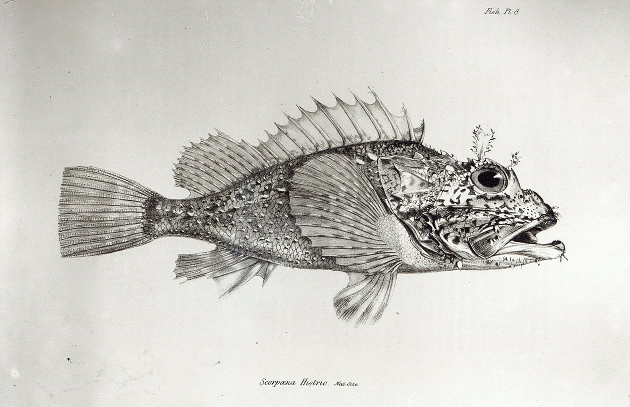 Scorpion Fish, 8. lemez a H.M.S. Beagle utazásának zoológiájából, 1832-36, Charles Darwin alkotó: English School