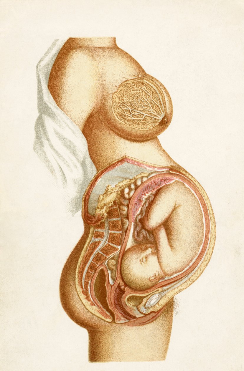 Féldiagramos szakasz egy teljes idejű terhességről, amely a magzat méhen belüli helyzetét mutatja, az 1889-ben megjelent Handbook of Obstetric Nursingból alkotó: English School