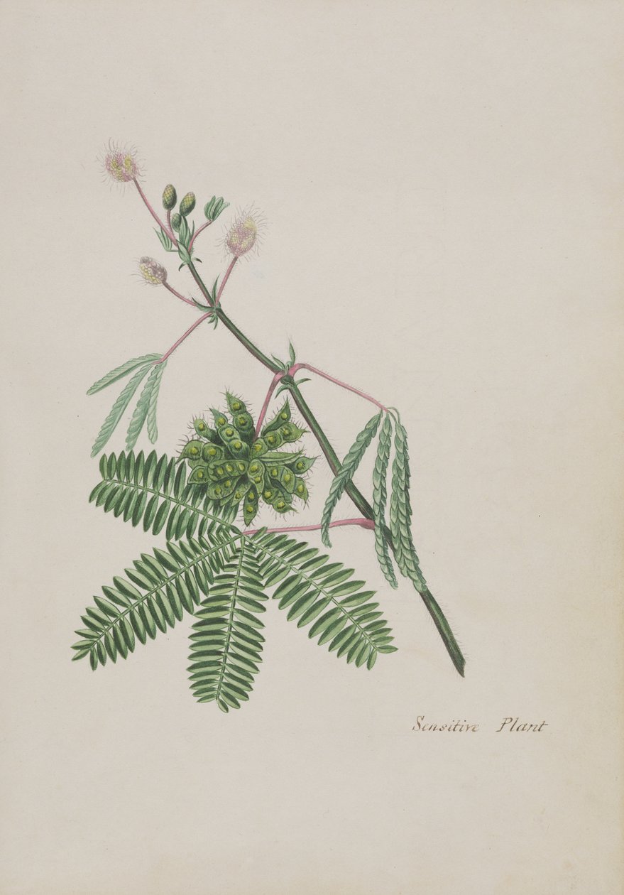 Érzékeny növény, illusztráció egy versalbumból, grafitrajzok és akvarellek, 1828 körül (wc papíron) alkotó: English School