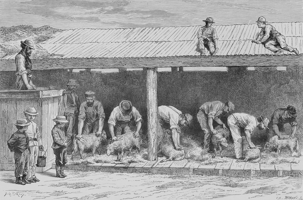 Sheep Shearing, 1880 körül, Howard Willoughby „Australian Pictures”-ből, a Religious Tract Society, London, 1886 alkotó: English School