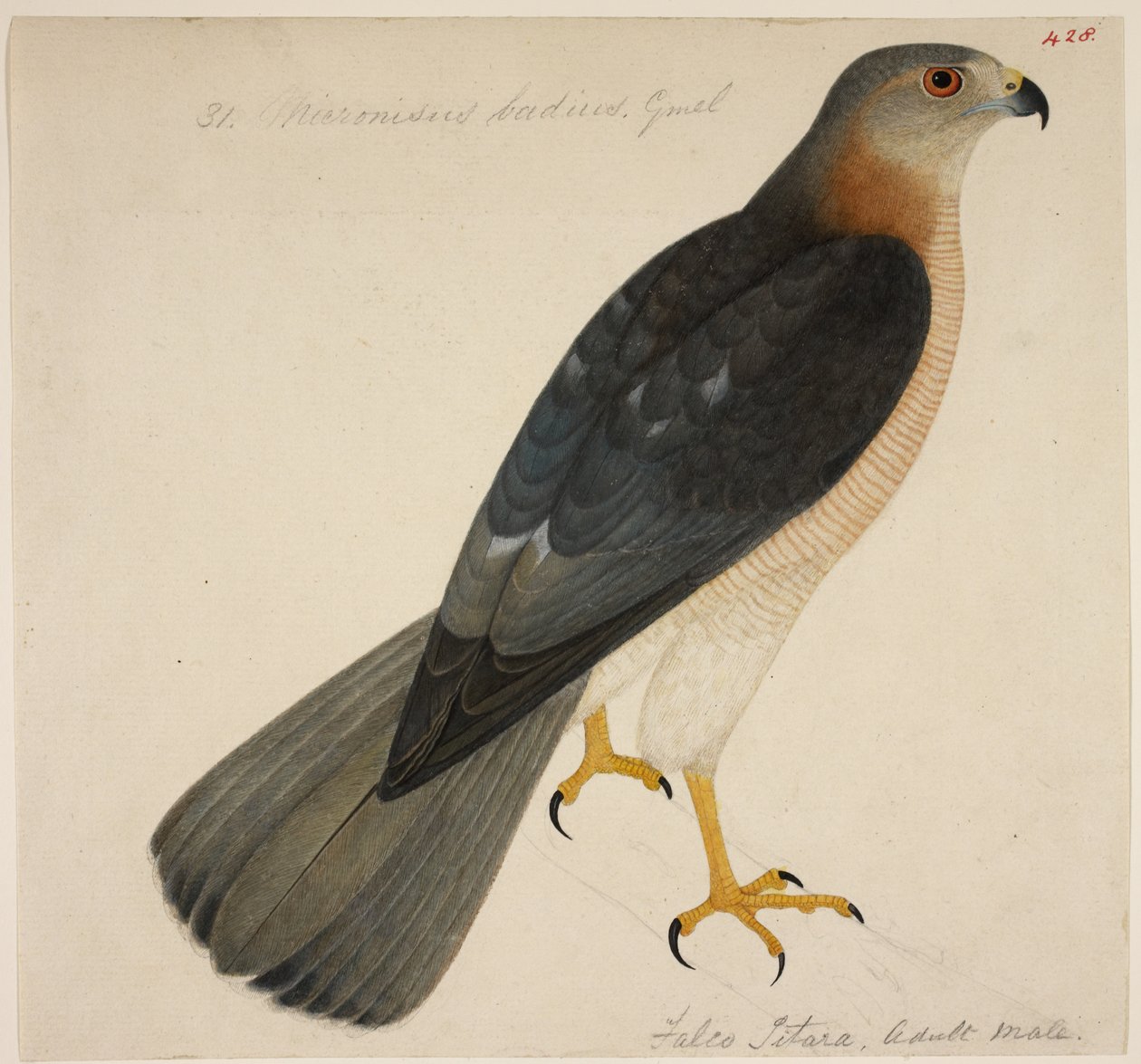 Shikra vagy "Badius Hawk" alkotó: English School
