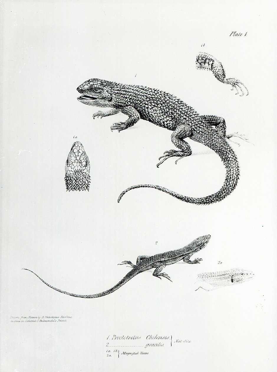 Zsindelyes leguán, illusztráció a H.M.S. Beagle útjának zoológiájából, 1832-36, Charles Darwin alkotó: English School