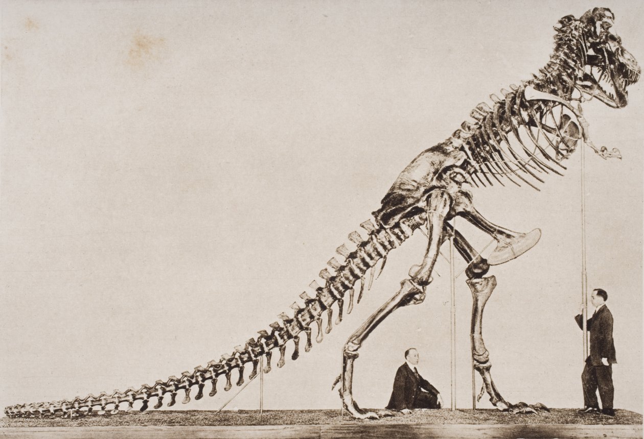 A Tyrannosaurus Rex csontváza, az Amerikai Természettudományi Múzeumban, H.G. Wells „The Outline of History” című művéből, I. kötet, 1920-ban (fotomélyre) alkotó: English School