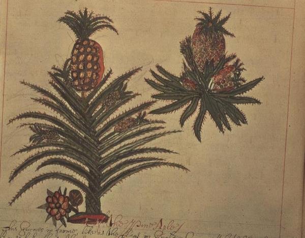 Sloane 4013 f.16v Ananászfák az "India növények leírása"-ból alkotó: English School