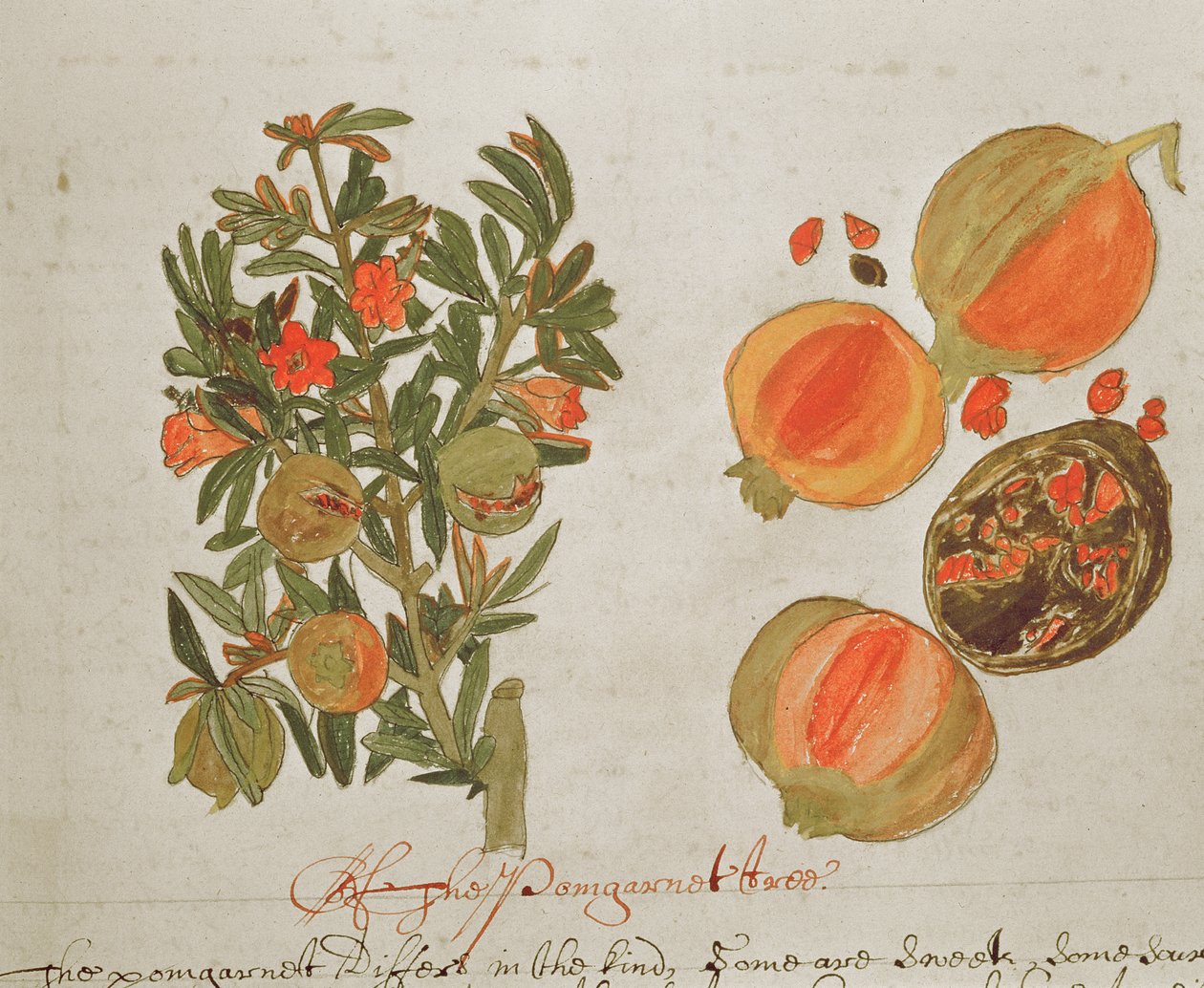 Sloane 4013 f.26 gránátalma az "Indiai növények leírásaiból" alkotó: English School