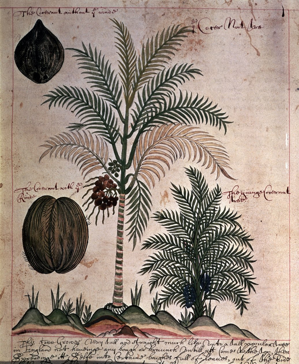 Sloane 4013 f.3 Kókuszpálma az „Indiai növények leírásából” alkotó: English School