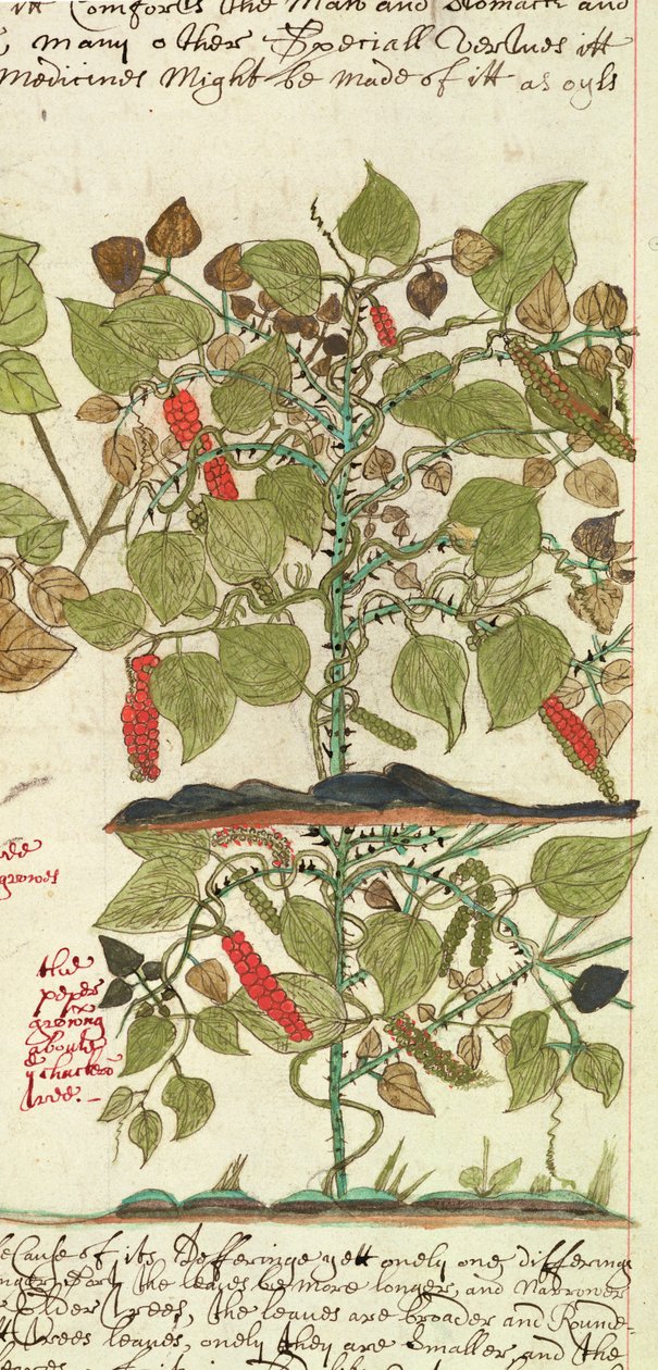 Sloane 4013 f.7 Det. Paprikanövény az „Indiai növények leírásaiból” alkotó: English School