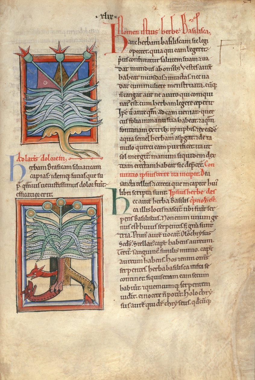 Sloane Ms 1975 fol.48 The Herb Basilica alkotó: English School
