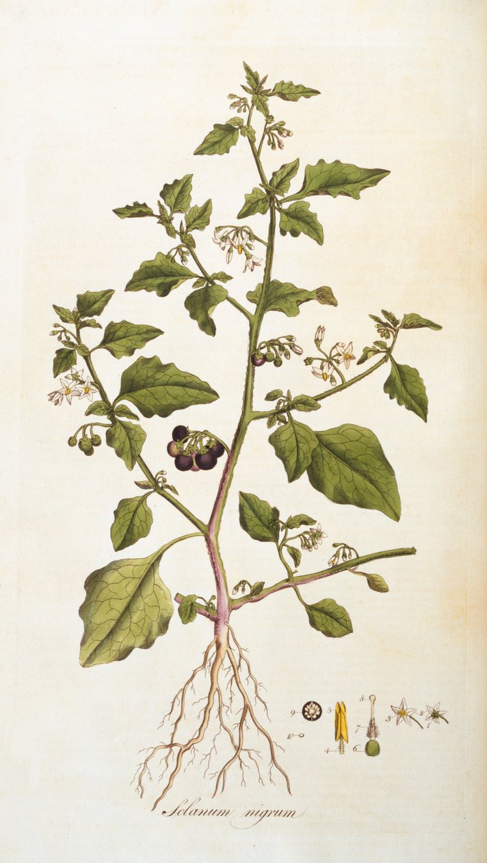 Solanum nigrum [éjjel], William Curtis Flora Londiniensis [Flowers of London] illusztrációja, 1777-98 (színes metszet) alkotó: English School