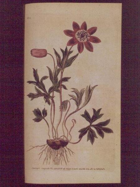 Star Anemone (Anemone hortensis), 123. lemez William Curtis „The Botanical Magazine”-ból (vagy „Flower Garden Displayed”), pub. 1789-90 (metszet) alkotó: English School