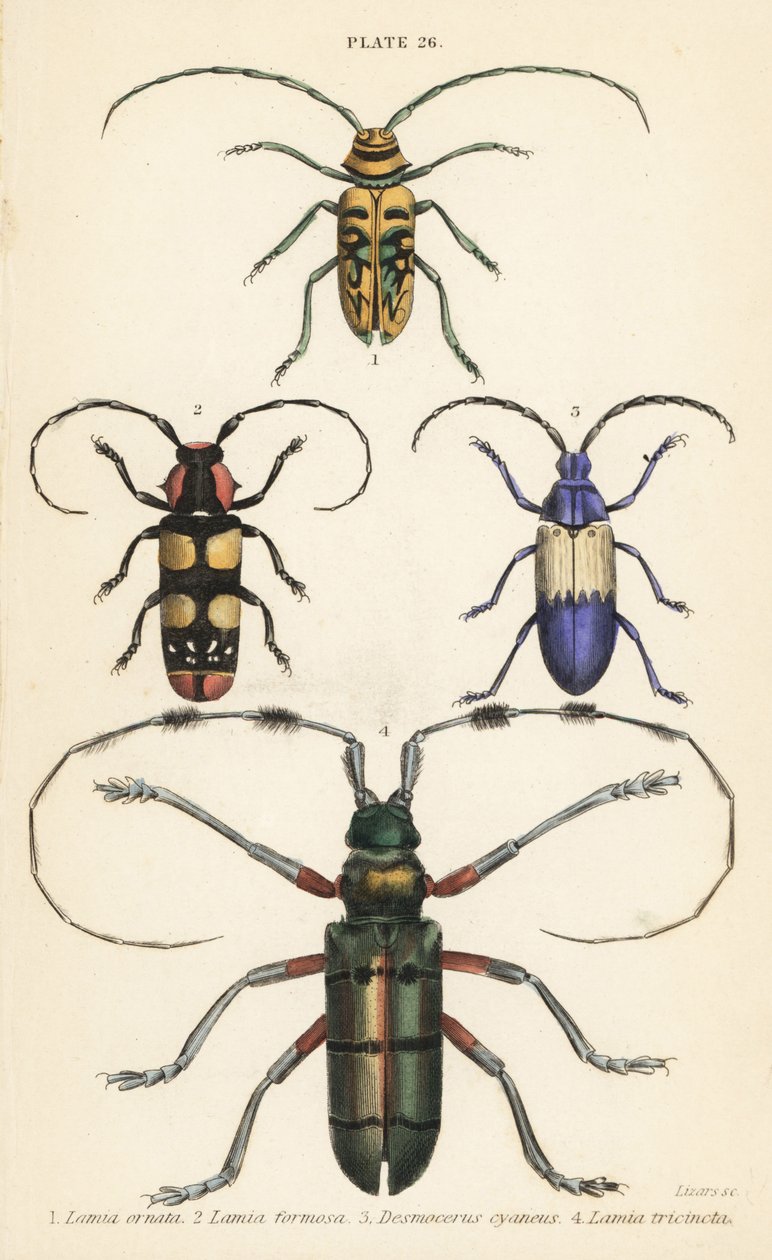 Sternotomis pulchra 1, Tragocephala formosa 2, bodzafúró, Desmocerus palliatus 3 és Thysia wallichii 4 alkotó: English School