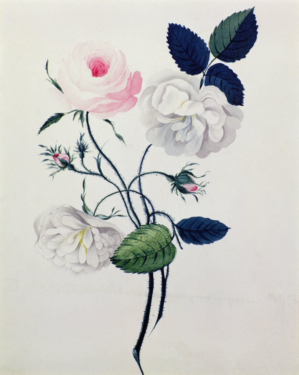Tanulmány a fehér és rózsaszín rózsákról, 1820 körül (akvarell papíron) alkotó: English School