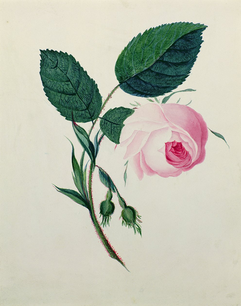 Tanulmány egy rózsaszín rózsáról, 1820 körül (wc papíron) alkotó: English School