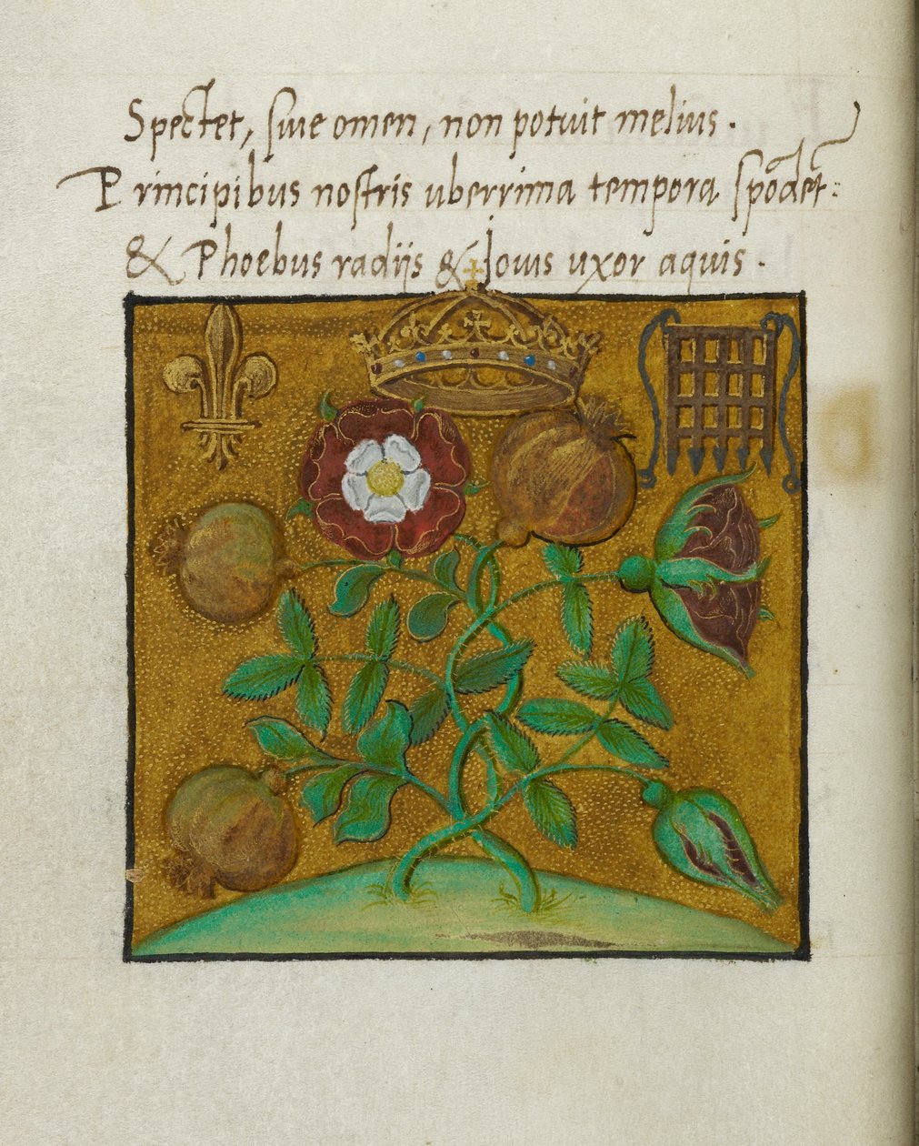 A királyság szimbólumai, illusztráció a „Vol. Henrik angol király és Katalin Aragóniai királynő megkoronázásáról szóló költeményekhez, Sir Thomas More” alkotó: English School