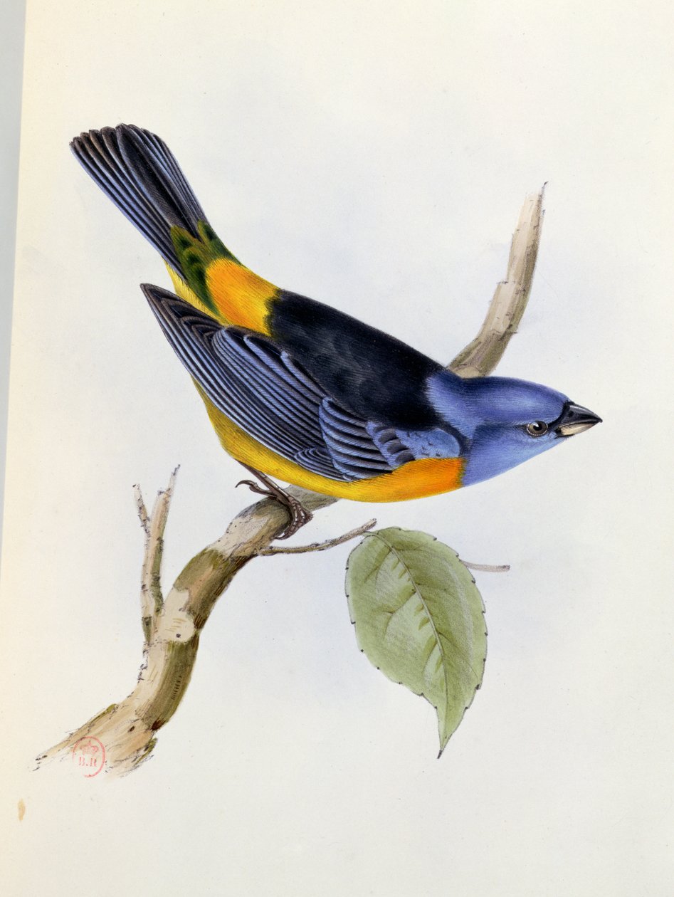 Tanagra Darwini, 34. lemez, The Zoology of the Voyage of H.M.S. Beagle 1832-36, Charles Darwin (1809-92), 1840 alkotó: English School