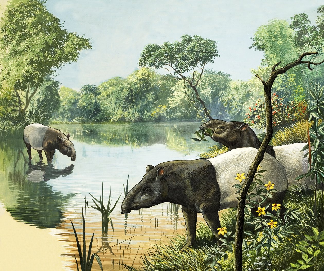 Tapírok, illusztráció a Nature