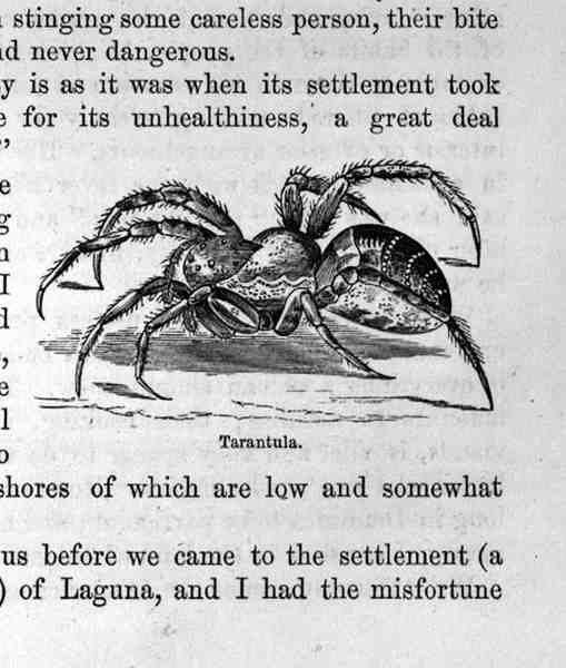 Tarantula, Santo Domingo múltja és jelene, Samuel Hazard, pub. 1873 alkotó: English School