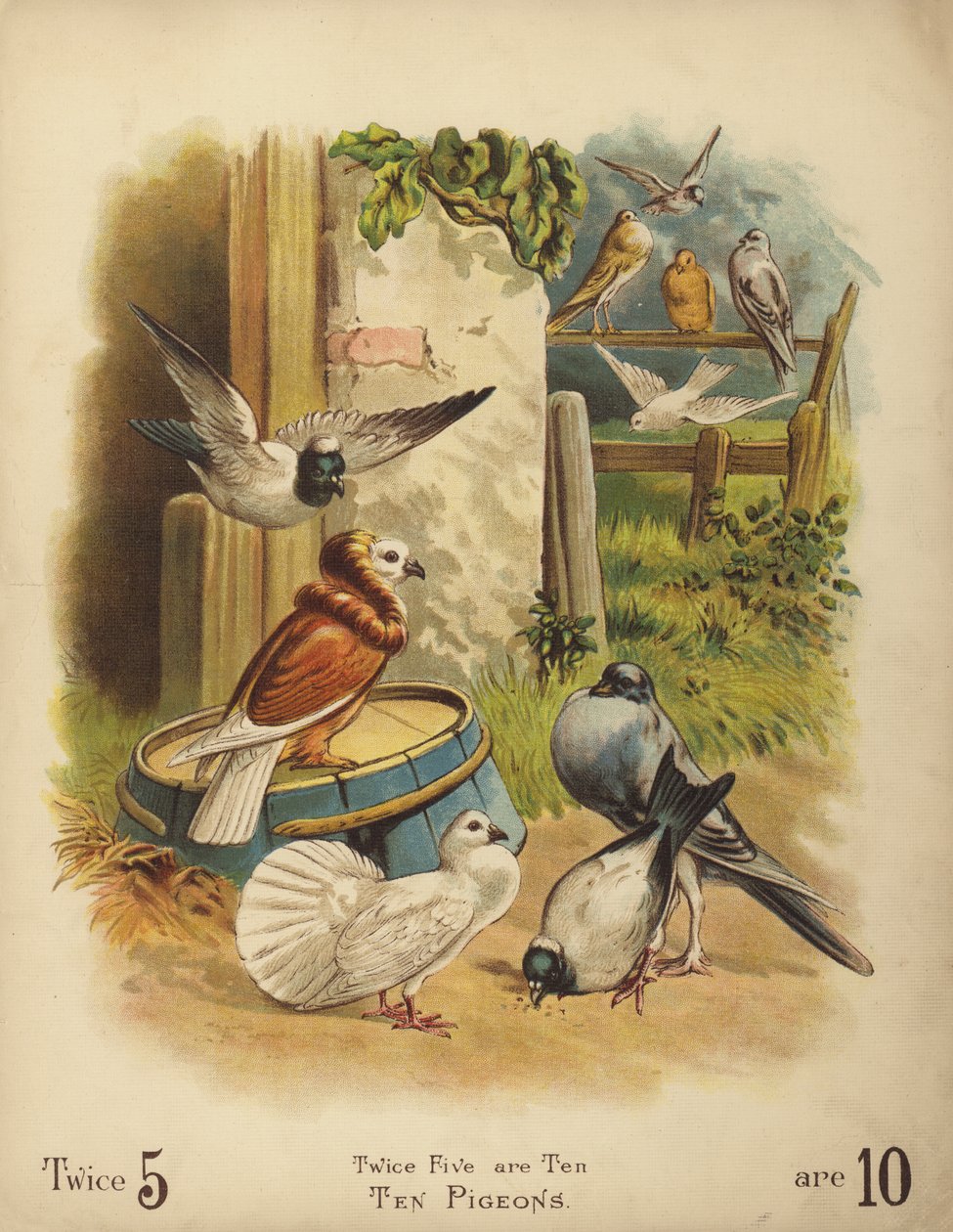 Tíz galamb (chromolitho) alkotó: English School
