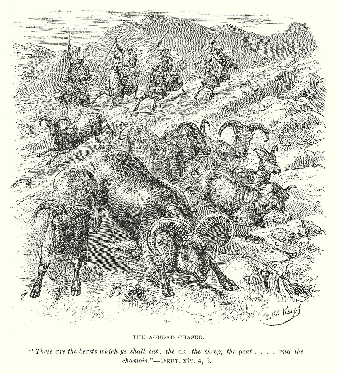 Az Aoudad Chased (metszet) alkotó: English School