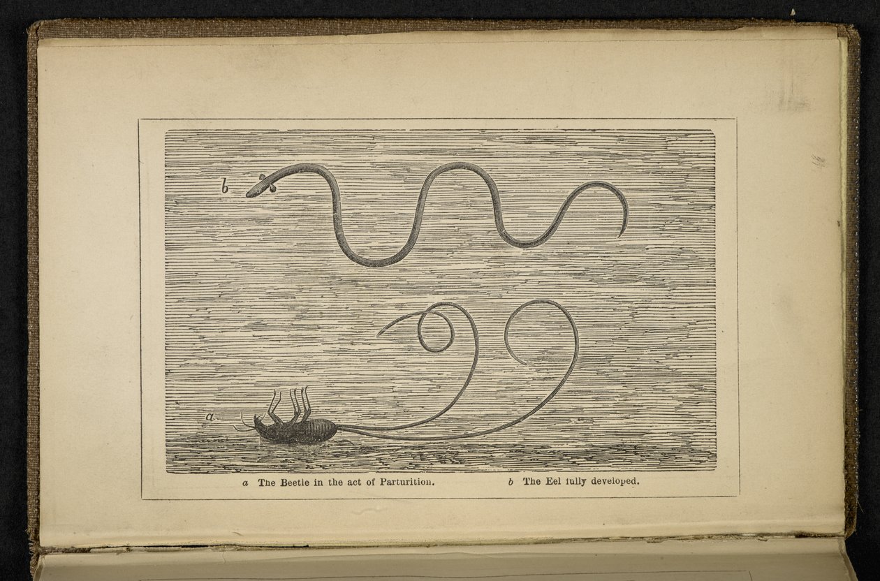 "The Beetle in the Act of Parturition", frontispiece az "Az ezüst angolna eredete: megjegyzésekkel a csalikra és a légyhorgászatra" című művéhez, David Cairncross alkotó: English School
