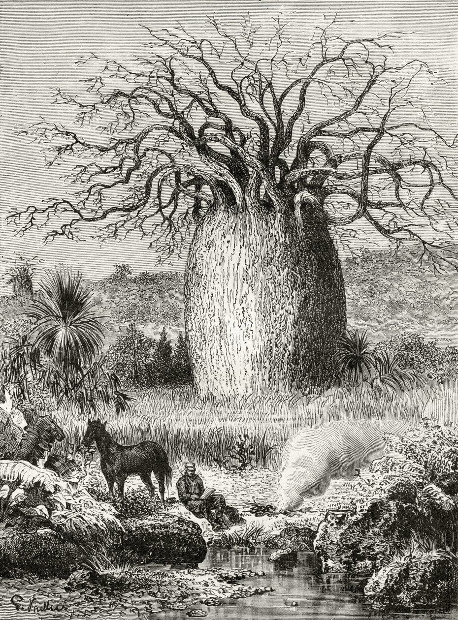 The Bottle Tree, Howard Willoughby „Australian Pictures” című művéből, a Religious Tract Society, London, 1886 alkotó: English School