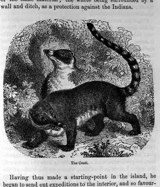 The Coati, Santo Domingo múlt és jelene, Samuel Hazard, pub. 1873 alkotó: English School