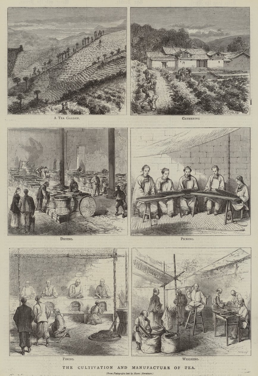 A tea termesztése és előállítása (metszet) alkotó: English School