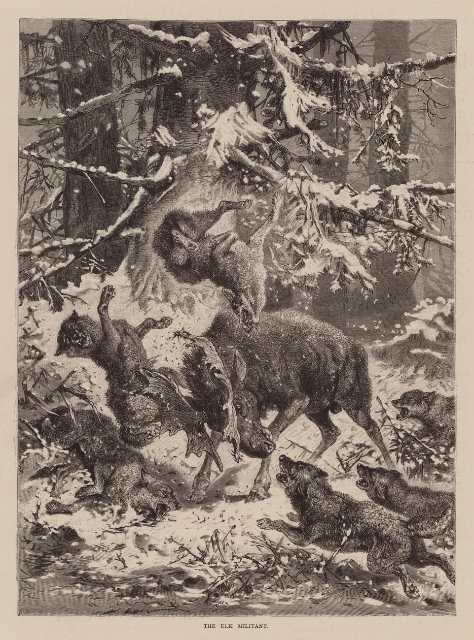 The Elk Militant (metszet) alkotó: English School