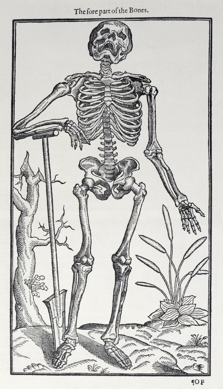 A csontok elülső része, lemez a The Historie of Man-ból, amelyet John Banister (1540-1610) adott ki, 1578 alkotó: English School