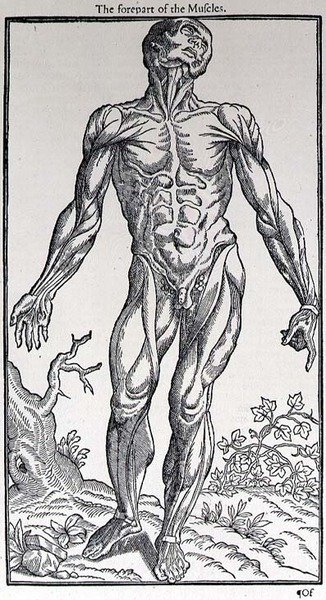 The Forepart of the Muscles, lemez az „Ember története”-ből, amelyet John Banister (1540-1610) adott ki alkotó: English School
