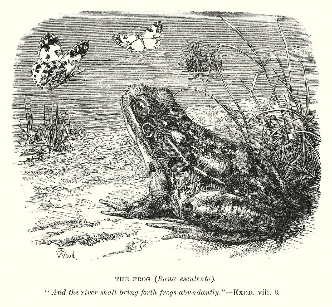 A béka (Rona Esculenta) (metszet) alkotó: English School