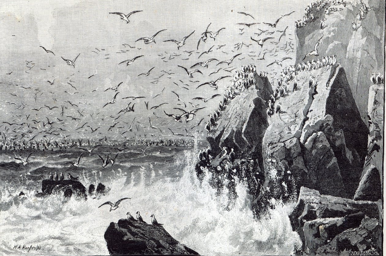 A sirályok kísértete, a Szabadidő órából, 1888 alkotó: English School
