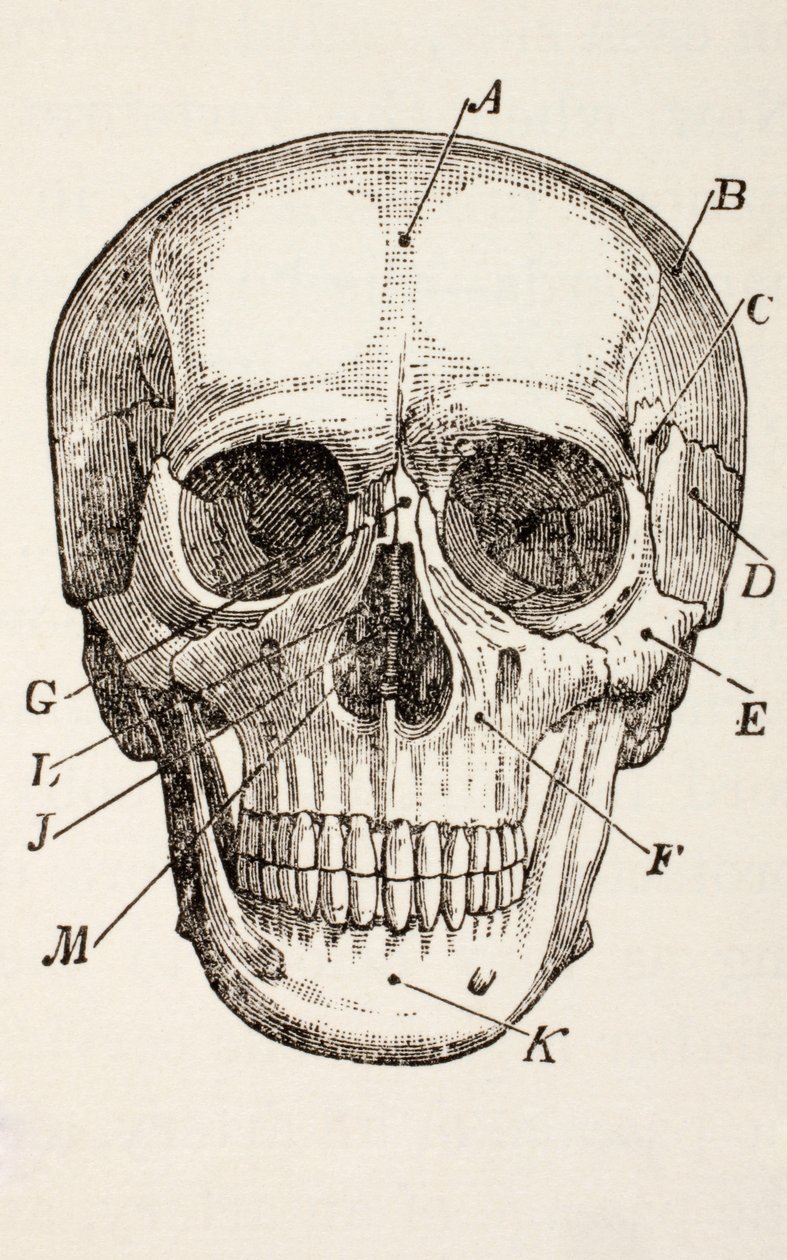 Az emberi koponya, 1890 körül alkotó: English School