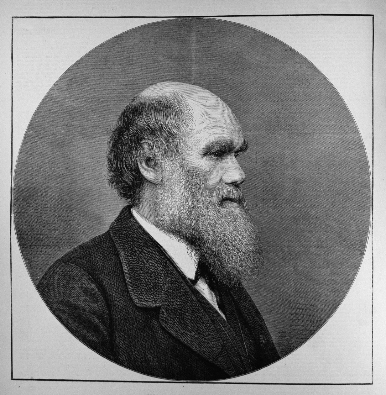 A néhai Mr. C. R. Darwin, FRS, LLD, a The Illustrated London Newsból, 1882. április 29. alkotó: English School