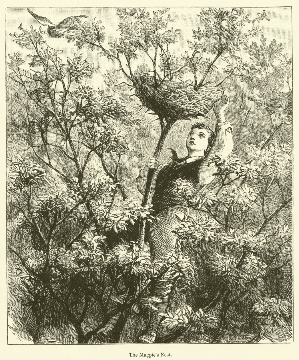 A szarka fészke (metszet) alkotó: English School
