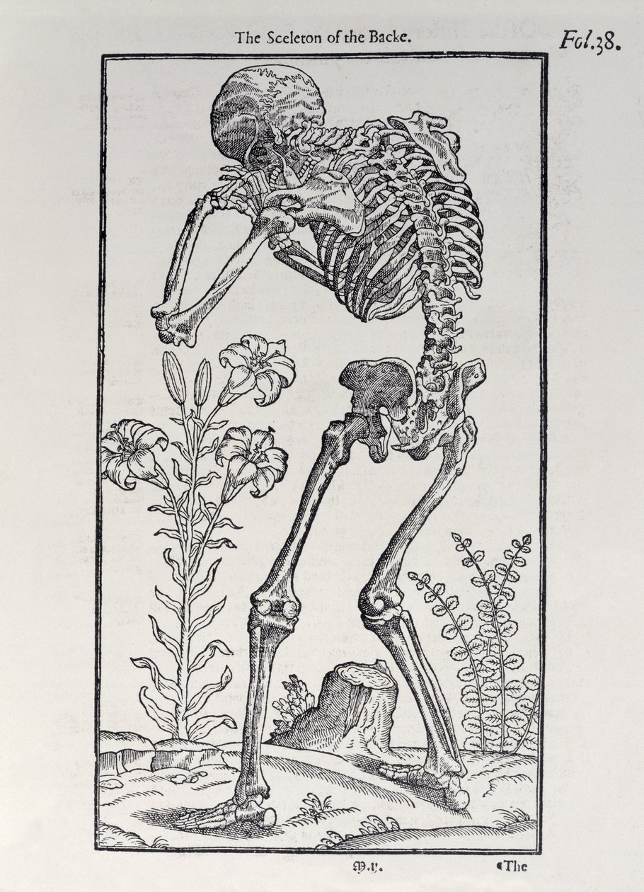 A hátlap csontváza az Ember történetéből, John Banister (1540-1610), 1578 alkotó: English School