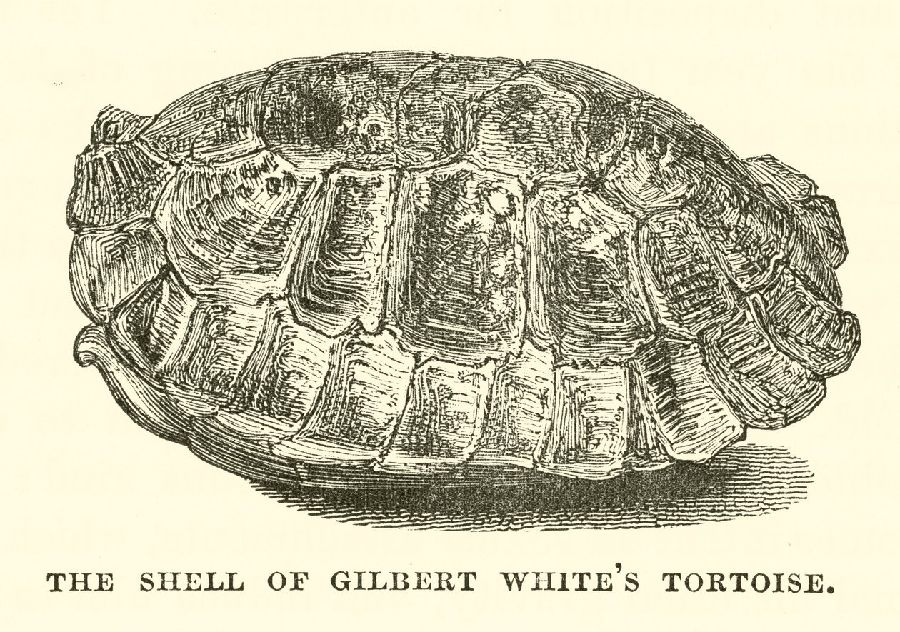 Gilbert White teknősbéka páncélja (metszet) alkotó: English School
