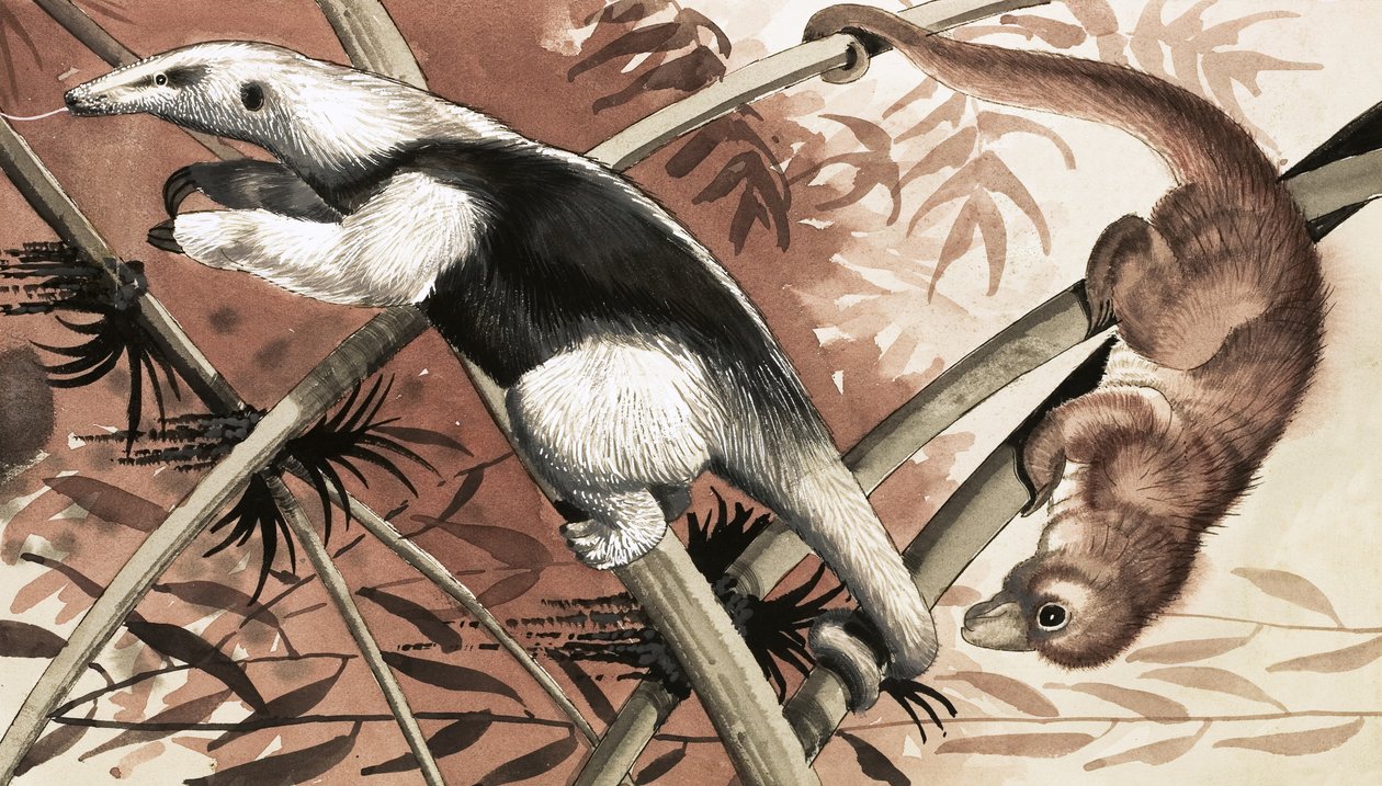 A Tamandua alkotó: English School