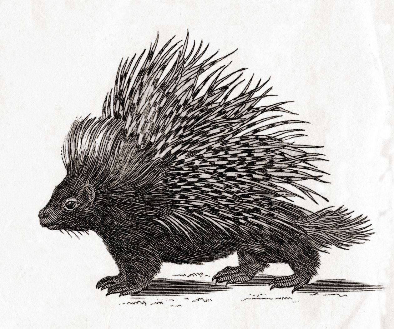 A címeres sündisznó (Hystrix cristata), egy 18. századi metszetről (metszet) alkotó: English School