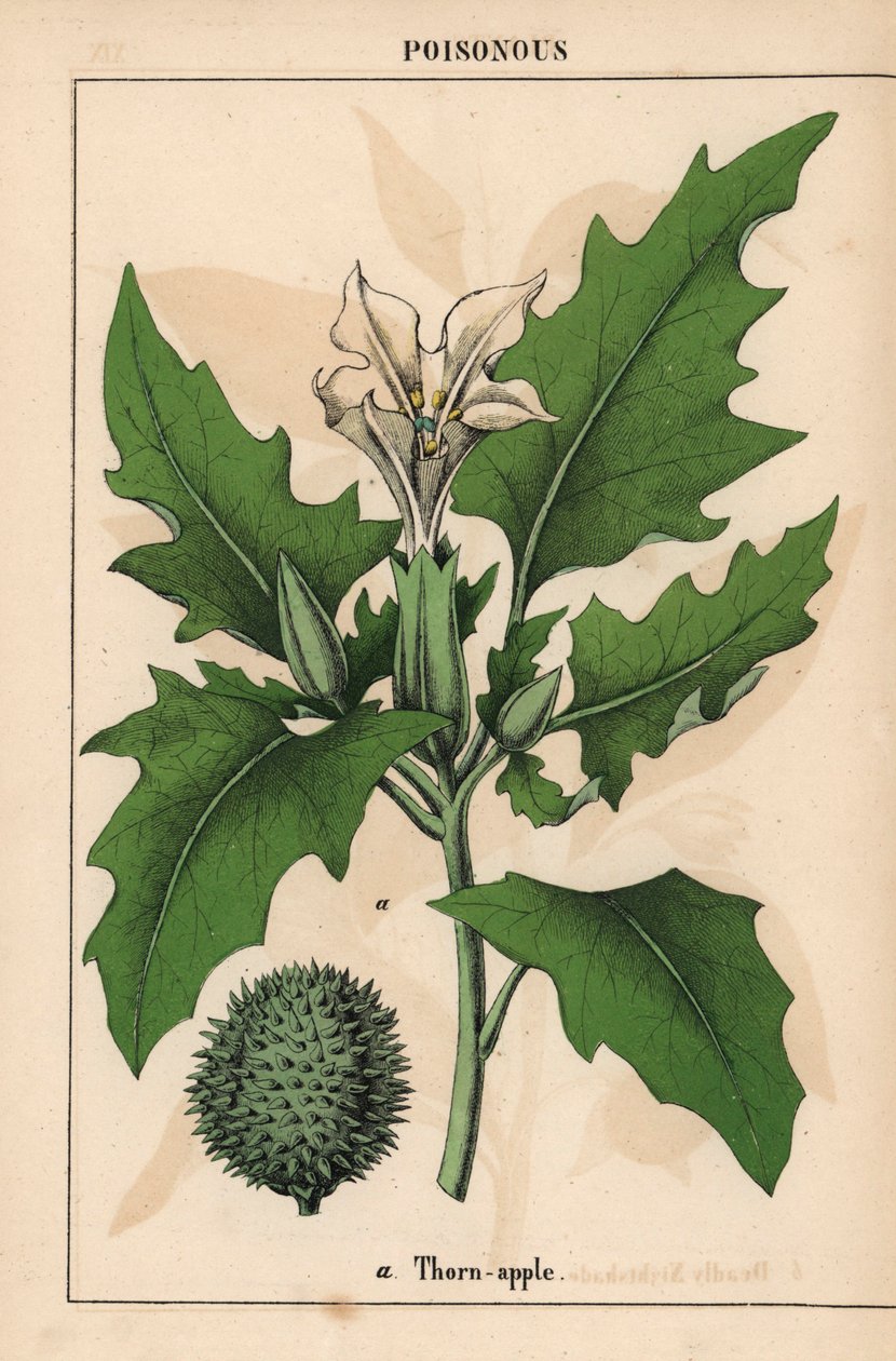 Tövis alma fehér virágokkal és tüskés gyümölcsökkel.   , "The Instructive Picturebook, or Lessons from the Vegetable World", [Charlotte Mary Yonge], Edinburgh alkotó: English School