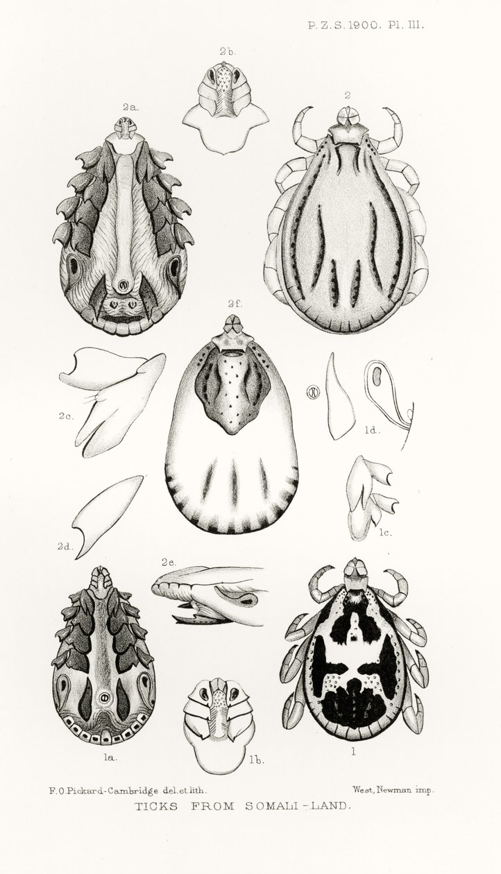 Ticks from Somali-Land, illusztráció a The Hope Reportsból, 2. évf. II, 1897-1900., szerkesztette: Edward B. Poulton, Oxford, 1901 alkotó: English School