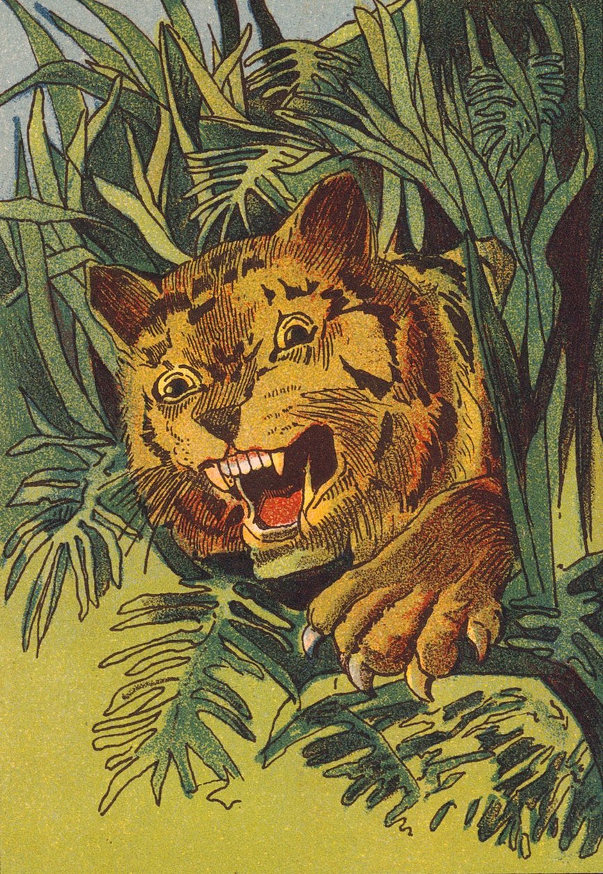 Tigris, India (színes litográfia) alkotó: English School