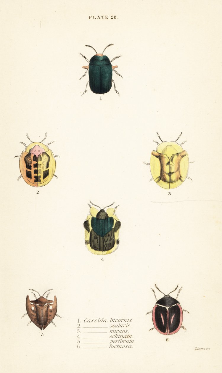 Teknősbogarak: Omocerus bicornis 1, Cassida scalaris 2 alkotó: English School