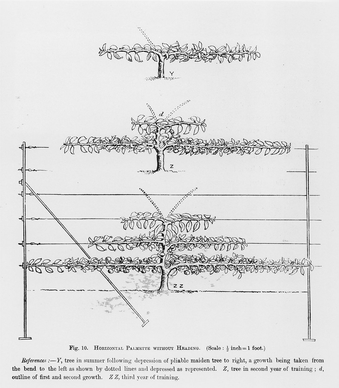 Fiatal gyümölcsfák képzése, John Wright Fruit Growers Guide című könyvéből, 1897-1905 körül alkotó: English School
