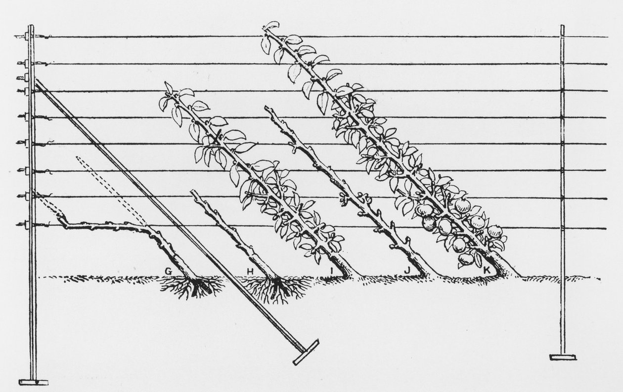 Fiatal fák betanítása, a The Fruit Growers Guide John Wrighttól, 1897-1905 körül alkotó: English School